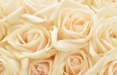 white rose red roses wallpapers for iphone 5, hq backgrounds | hd