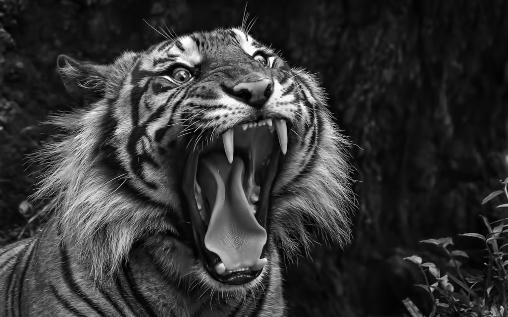 10 Top Black And White Tiger Wallpaper FULL HD 1920×1080 For PC Background 2024 free download white tiger hd widescreen wallpapers amazing wallpaperz art 1024x640