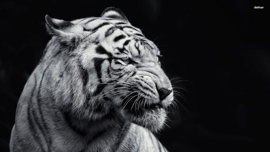 10 Top Black And White Tiger Wallpaper FULL HD 1920×1080 For PC Background 2024 free download white tiger wallpapers picture black baby siberian roar white 1600 1024x576