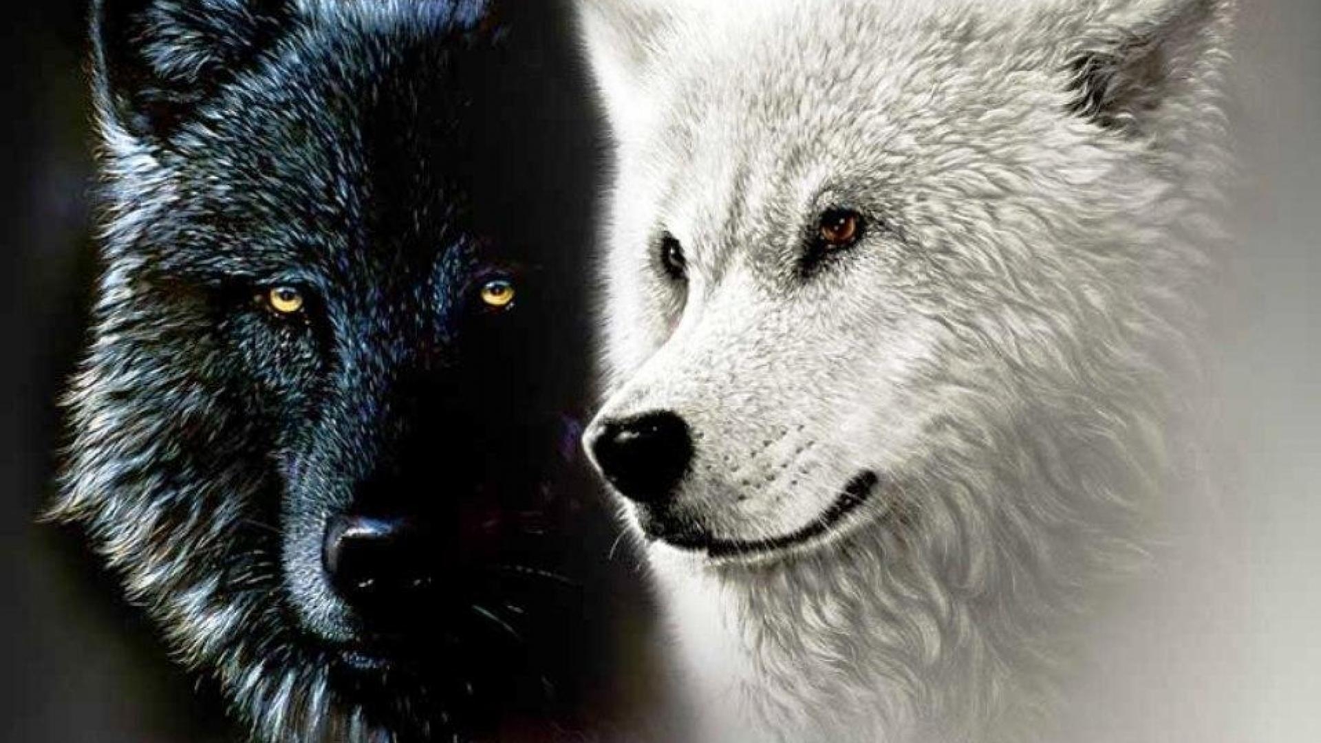 10 Most Popular Black  And White  Wolves  Wallpaper  FULL HD 