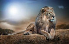 wild animal lion hd wallpaper | view hd | download wallpaper