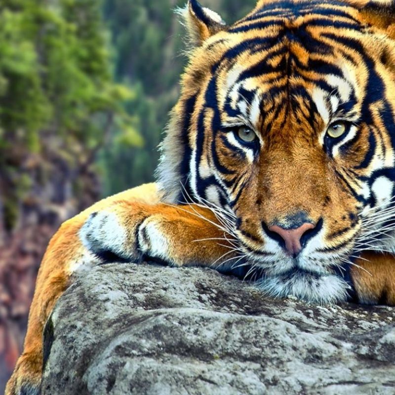 10 Most Popular Wild Animals Wallpapers Free Download FULL HD 1920×1080 For PC Background 2024 free download wild animal wallpapers download 800x800