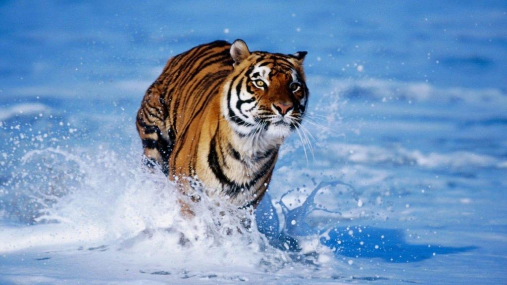 10 Top Wild Animal Wall Paper FULL HD 1080p For PC Desktop 2024 free download wild animal wallpapers wallpaper cave 1024x576