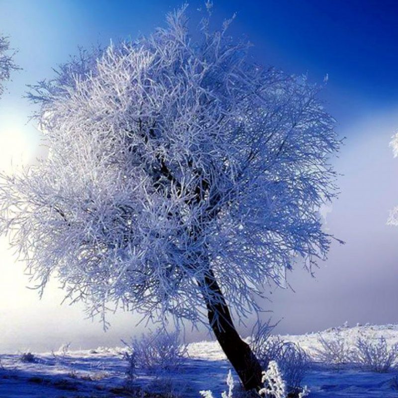 10 Latest Winter Scenes For Desktop Backgrounds FULL HD 1080p For PC Background 2024 free download winter scenes desktop backgrounds gallery 79 plus pic wpw509582 1 800x800