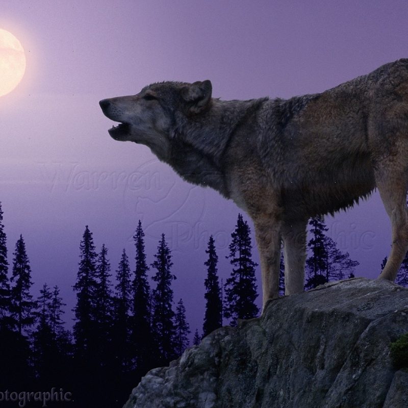 10 Most Popular Pics Of Wolves Howling At The Moon FULL HD 1920×1080 For PC Desktop 2024 free download wolf howling at the moon photo wp05386 1 800x800