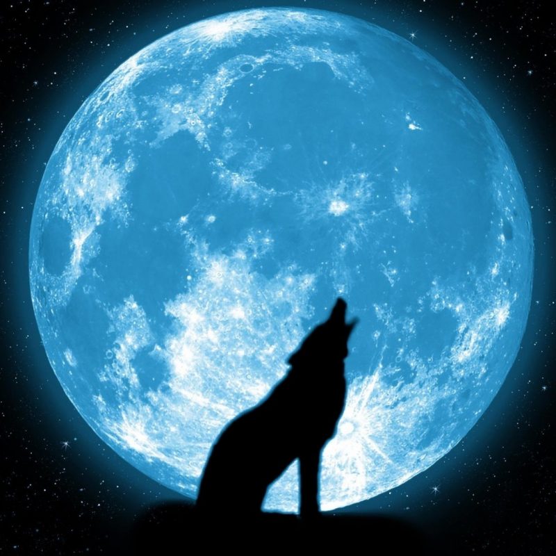 10 New Wolf Howling At The Moon Wallpaper Hd FULL HD 1080p For PC Background 2021 free download wolf howling at the moon wallpapers group 41 800x800