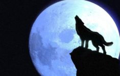 wolf howling at the moon wallpapers - wallpaper cave