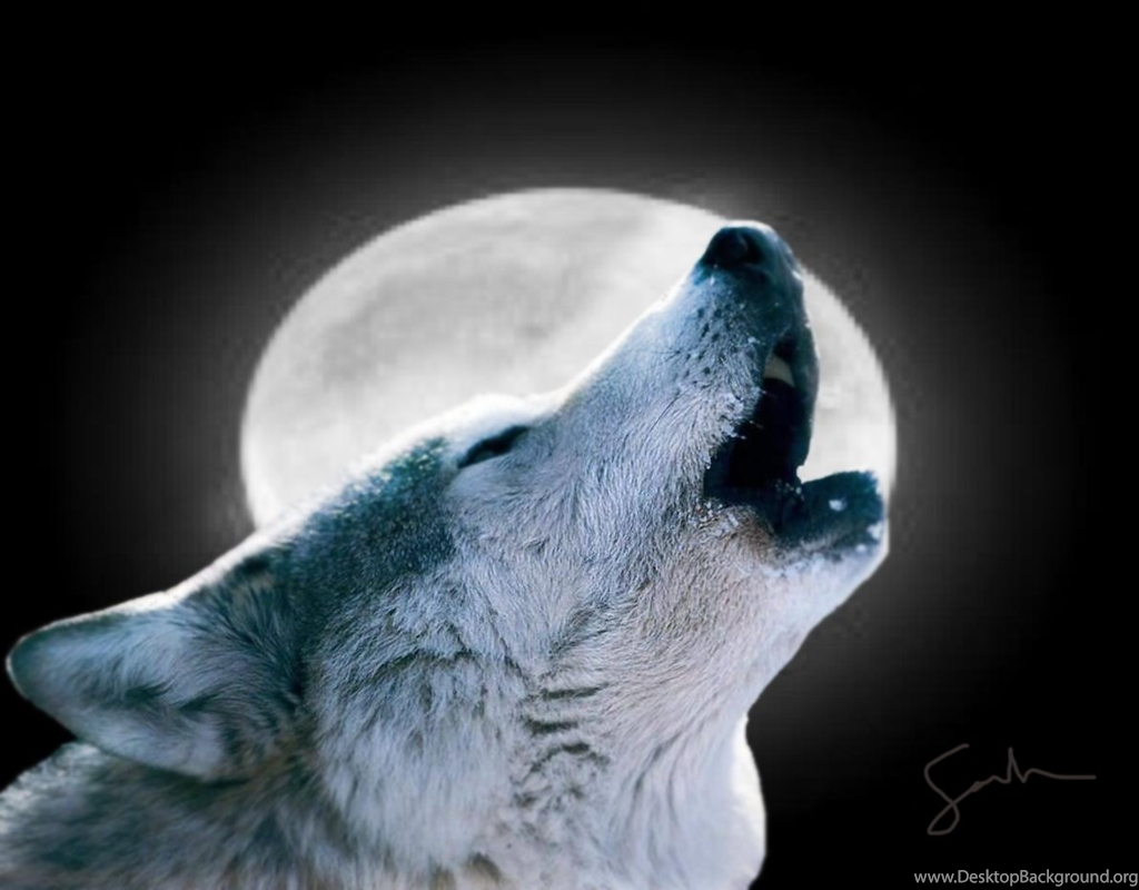 10 Latest Pics Of Wolf Howling At The Moon FULL HD 1920×1080 For PC Desktop 2021 free download wolf howling at the moon wallpapers wallpapers cave desktop background 1024x800