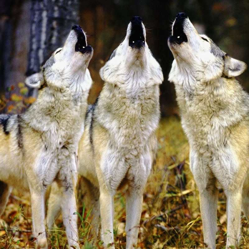 10 Best Wolf Pack Wallpaper Hd FULL HD 1080p For PC Background 2024 free download wolf pack hd live wallpaper nice wolfpack wallpaper desktop and 800x800