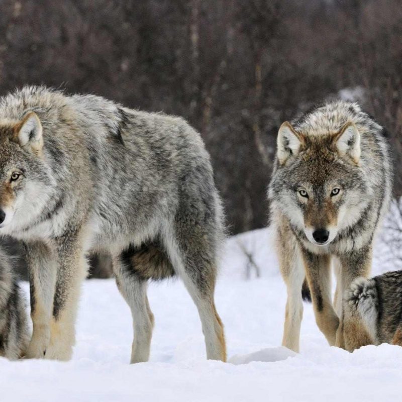 10 Best Wolf Pack Wallpaper Hd Full Hd 1080p For Pc Background 2020