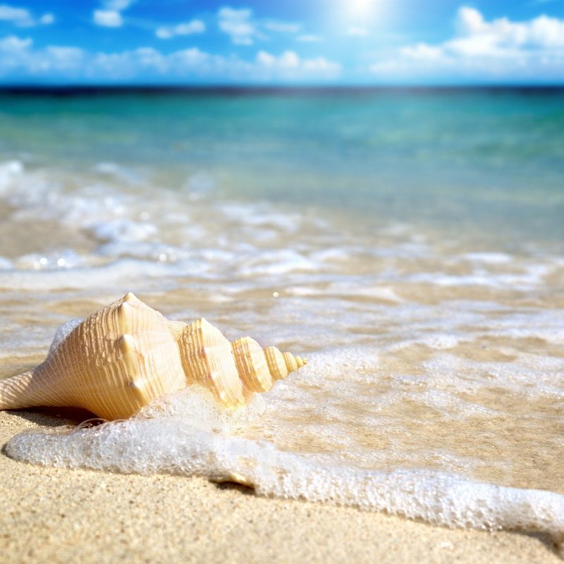 10 New Sea Shell Wall Paper FULL HD 1080p For PC Background 2021 free download wonderful beach shell wallpaper 41192 2560x1600 px hdwallsource 800x800