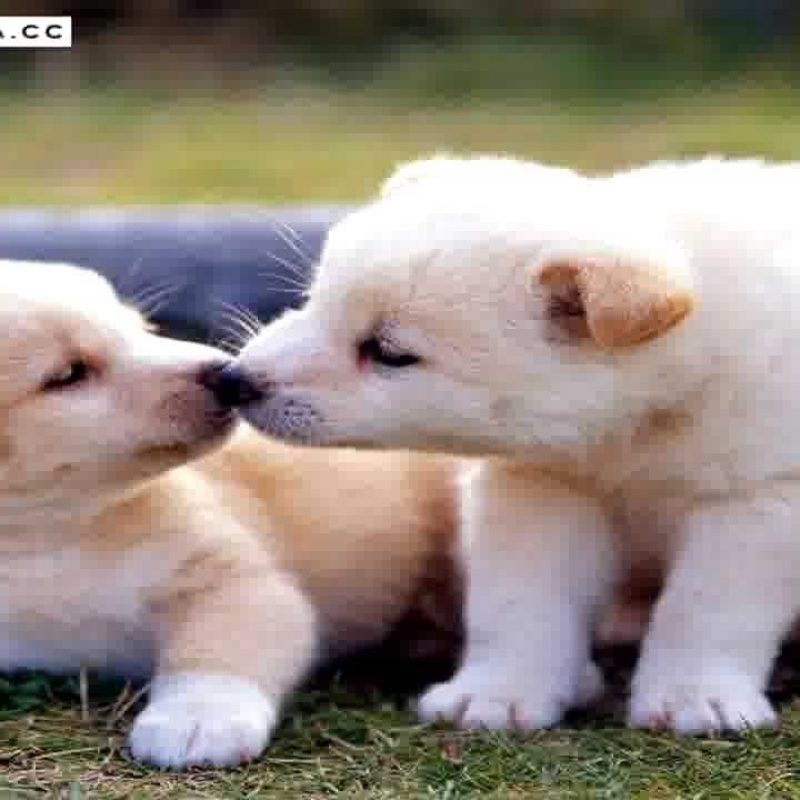 10 Most Popular Images Of Baby Dogs FULL HD 1080p For PC Background 2024 free download worlds cutest puppies ever baby dogs pics collection youtube 800x800