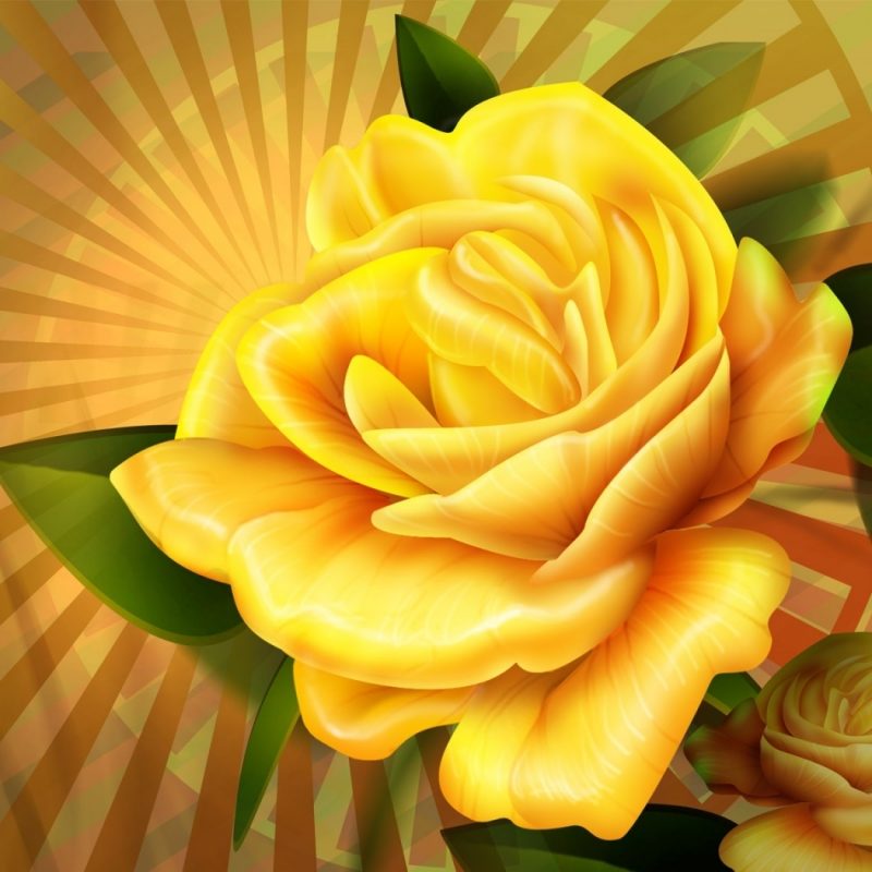 10 New Pics Of Yellow Rose FULL HD 1920×1080 For PC Desktop 2024 free download yellow rose wallpapers hd wallpapers id 5692 800x800