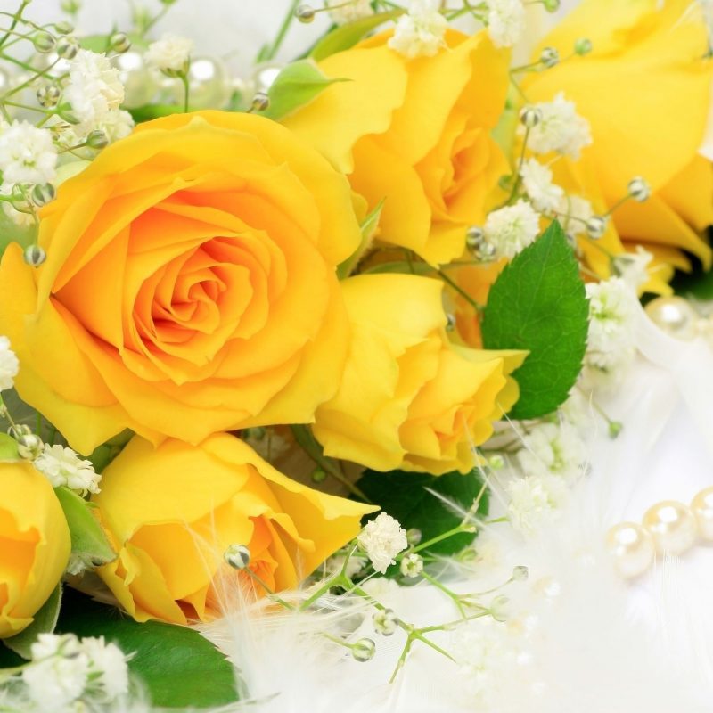 10 New Pics Of Yellow Rose FULL HD 1920×1080 For PC Desktop 2024 free download yellow roses 982584 nothin but yellow pinterest yellow 800x800